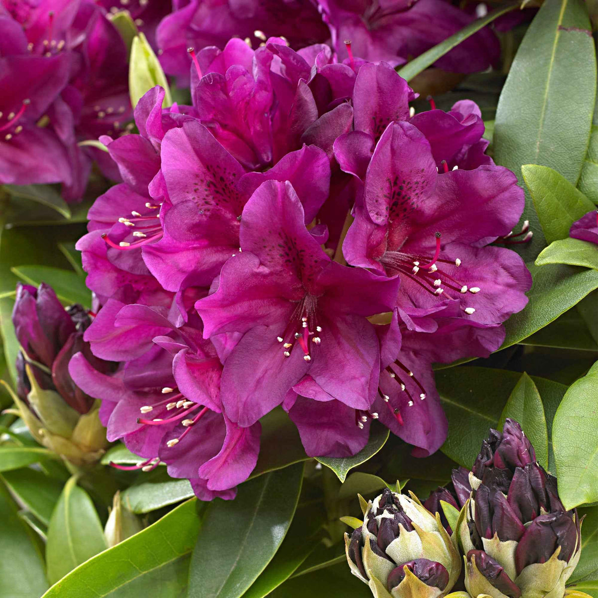Rhododendron 'Polarnacht' - Rhododendron ponticum Polarnacht - Willemse
