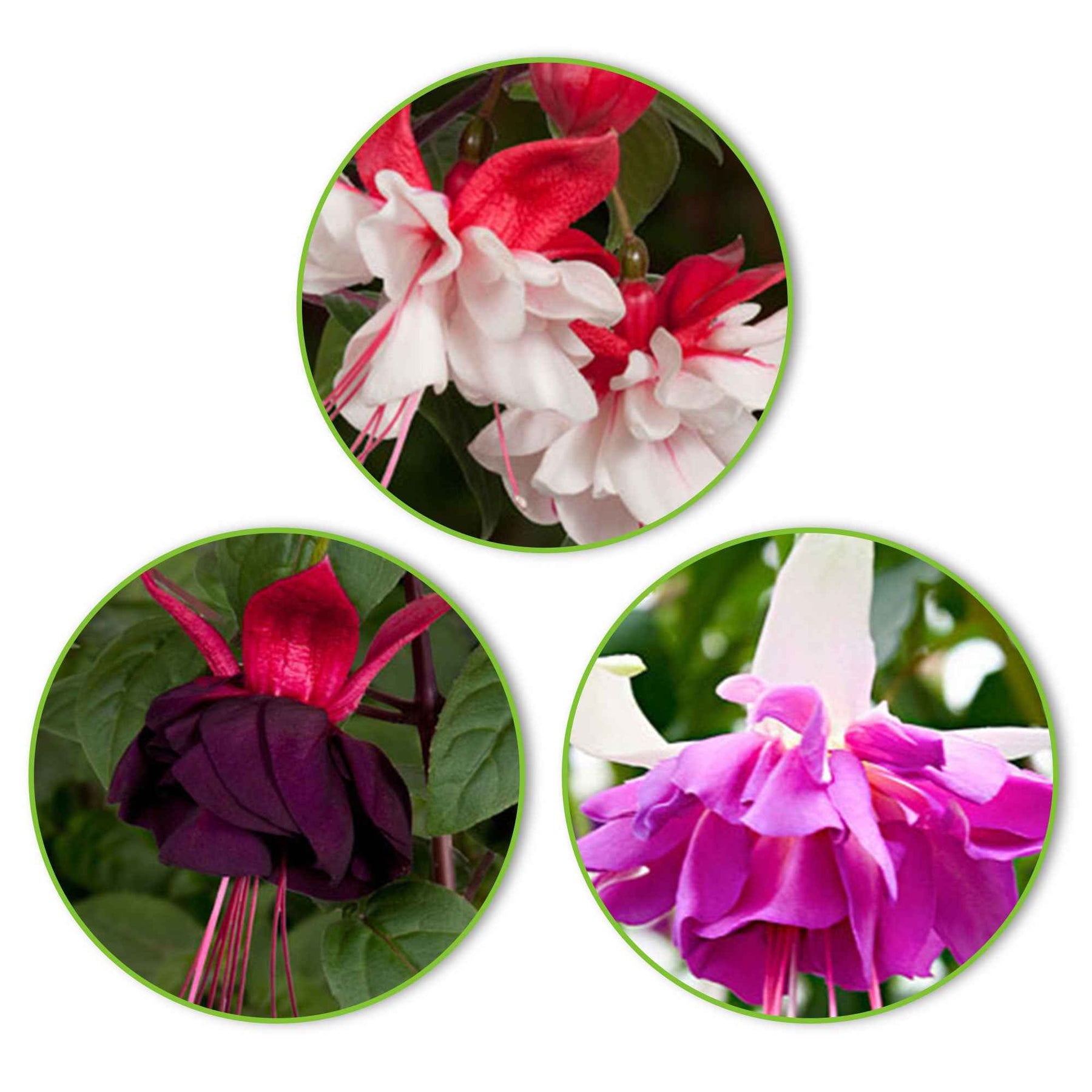 Fuchsia Mischung 'Bella Rosella' + 'Blue Angel' + 'New Millenium' (x3) - Willemse