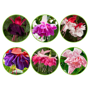 Fuchsia Mischung 'All in One' (x6) - Willemse