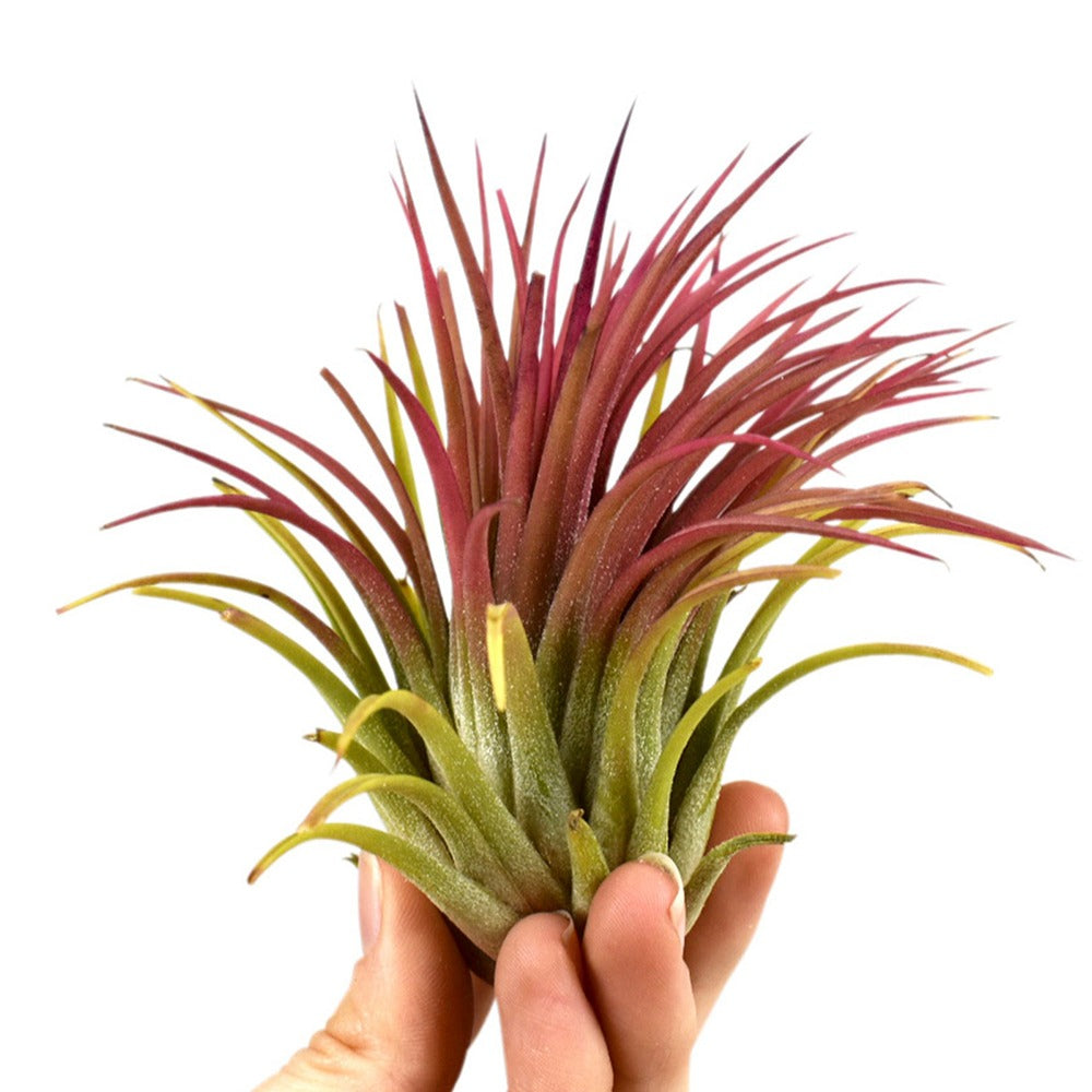 Tillandsia ionantha - Tillandsia ionantha rood xl - Grüne Zimmerpflanzen