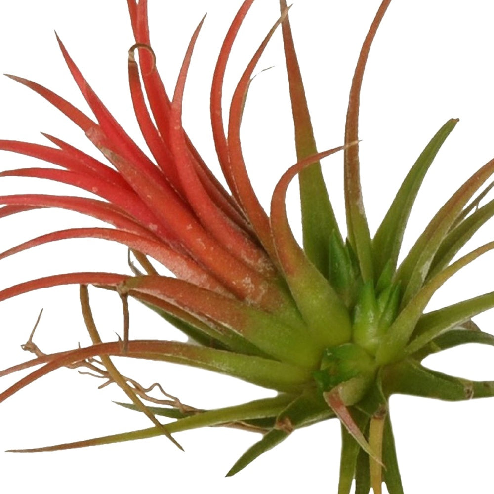 Tillandsia ionantha - Tillandsia ionantha rood xl
