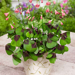 Glücksklee 'Iron Cross' (x50) - Oxalis deppei Iron Cross - Willemse
