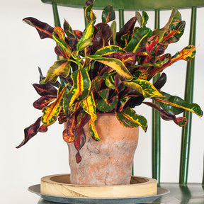 Wunderstrauch 'Mammi' - Codiaeum variegatum mammi