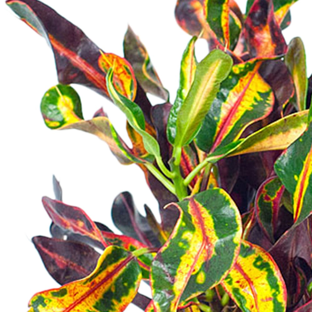 Wunderstrauch 'Mammi' - Codiaeum variegatum mammi