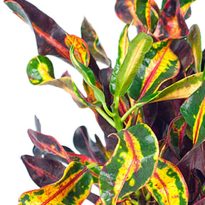 Wunderstrauch 'Mammi' - Codiaeum variegatum mammi