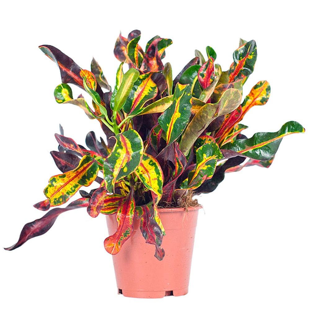 Wunderstrauch 'Mammi' - Codiaeum variegatum mammi