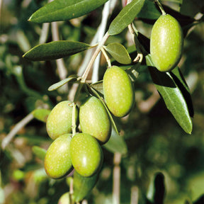 Olea europaea - Olivenbaum auf Stamm - Olivenbäume