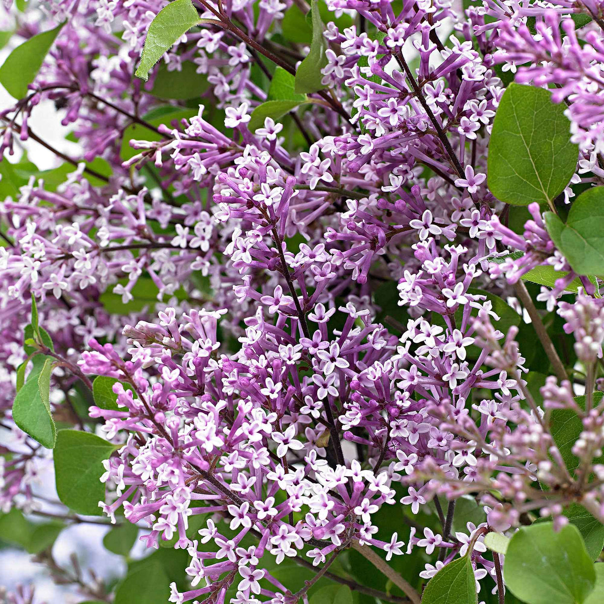 Herbstflieder 'Dark Purple' - Syringa pubescens microphylla Bloomerang Dark Purple - Willemse