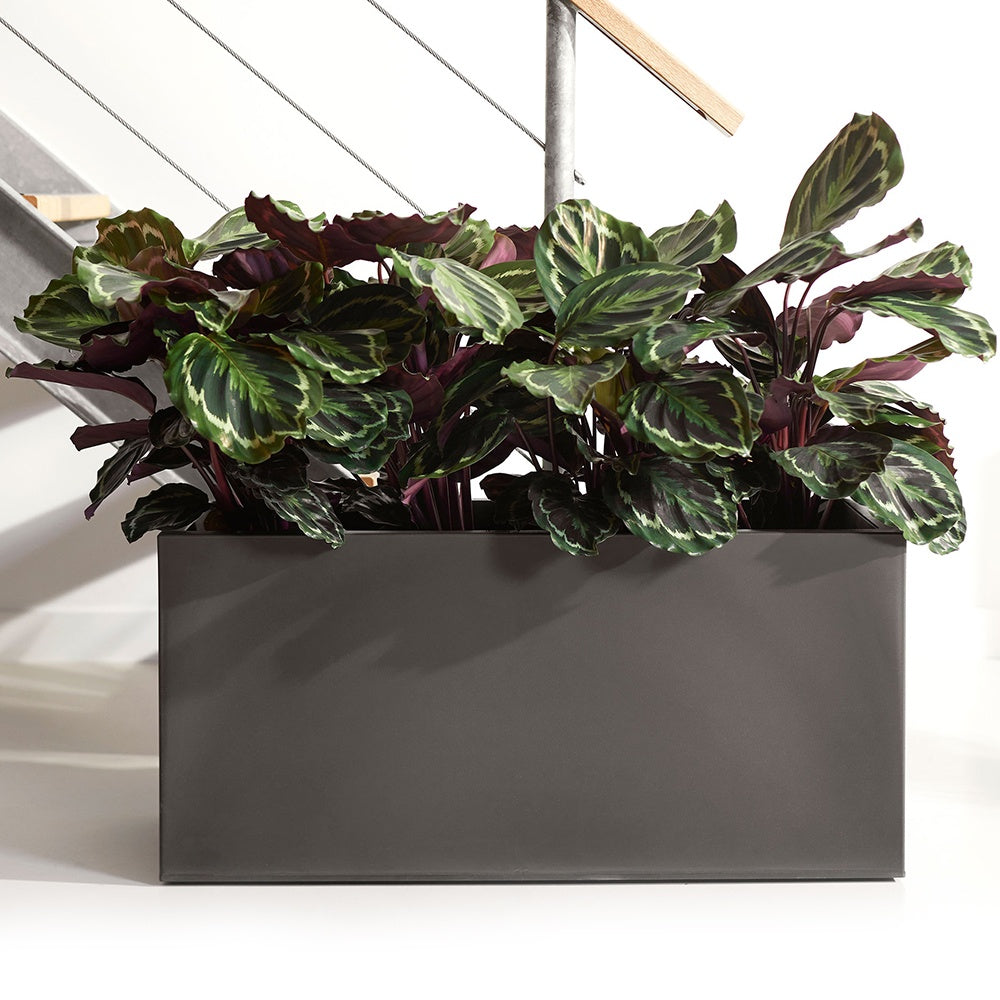 Korbmarante 'Medaillon' - Calathea medaillon - Calathea