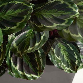 Korbmarante 'Medaillon' - Calathea medaillon