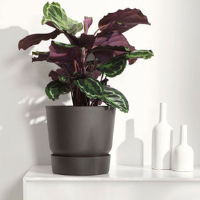 Calathea medaillon - Korbmarante 'Medaillon' - Calathea