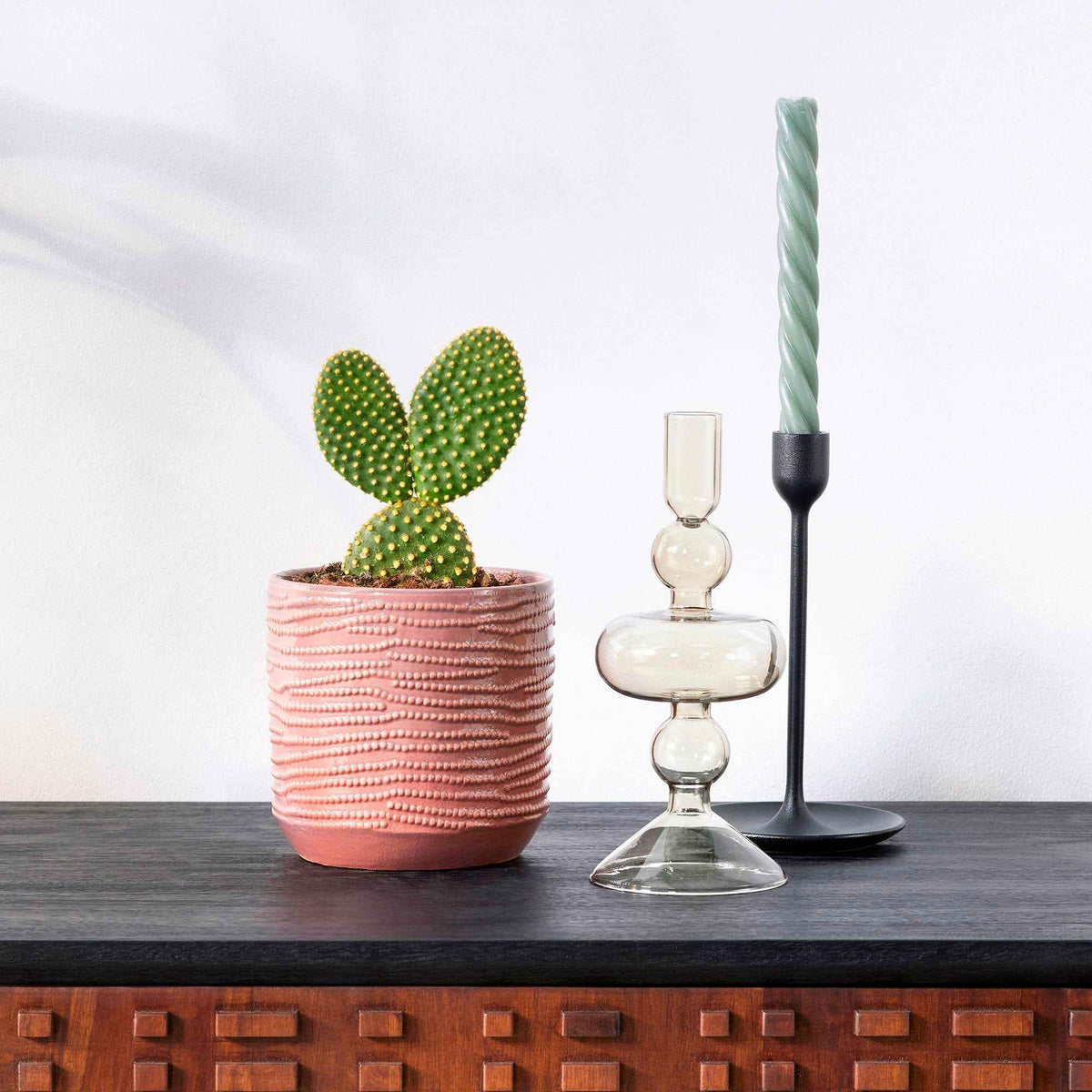 Scheibenkaktus Opuntia microdays - Willemse