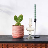 Scheibenkaktus Opuntia microdays - Willemse