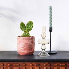 Scheibenkaktus Opuntia microdays - Willemse