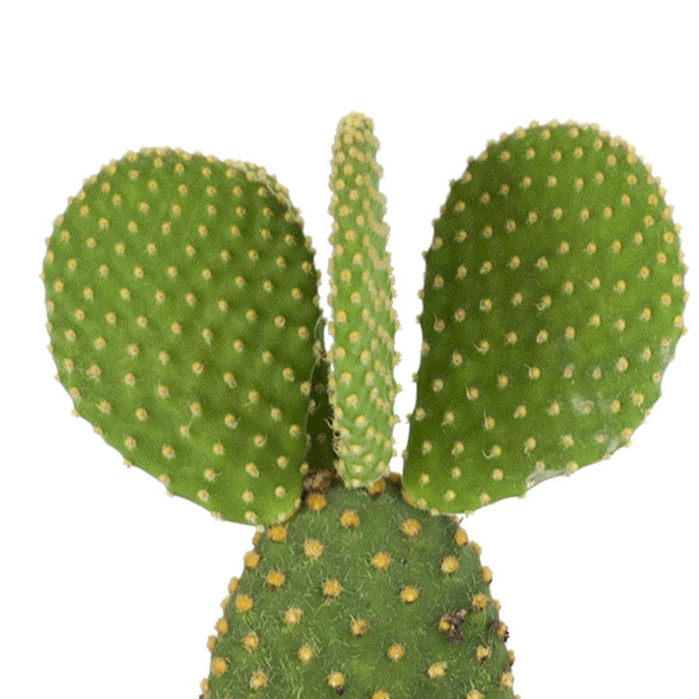 Scheibenkaktus Opuntia microdays - Opuntia microdasys