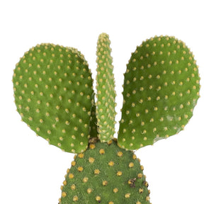 Scheibenkaktus Opuntia microdays - Opuntia microdasys