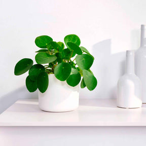 Pfannkuchenpflanze Pilea peperomioides - Pilea peperomioides - Willemse