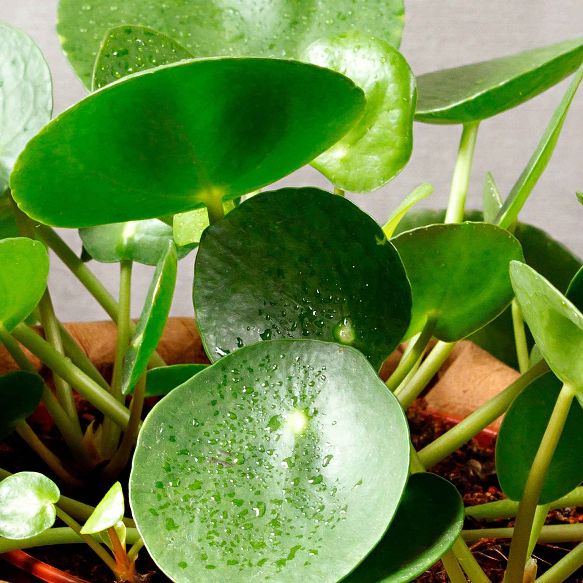 Pilea peperomioides - Pfannkuchenpflanze Pilea peperomioides - Grüne Zimmerpflanzen