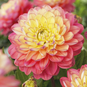 Dahlie 'Melody Allegro' (x3) - Willemse