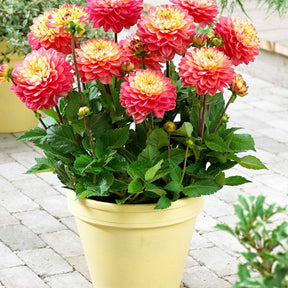 Dahlie 'Melody Allegro' (x3) - Dahlia 'melody allegro' - Willemse