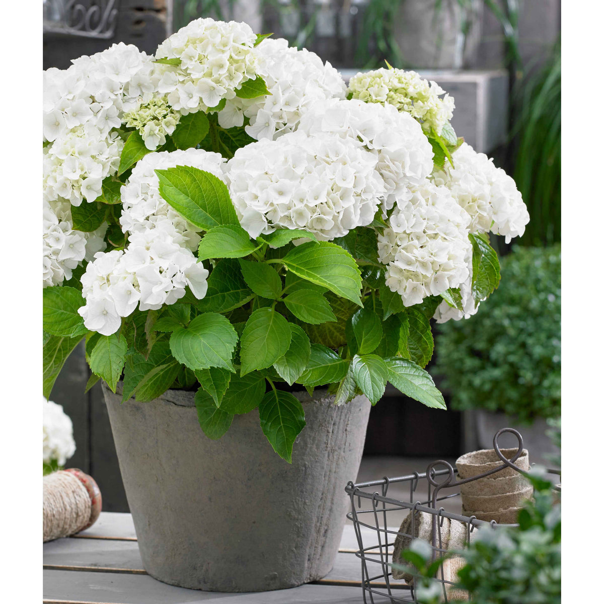 Hortensie weiß