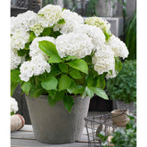 Hortensie weiß