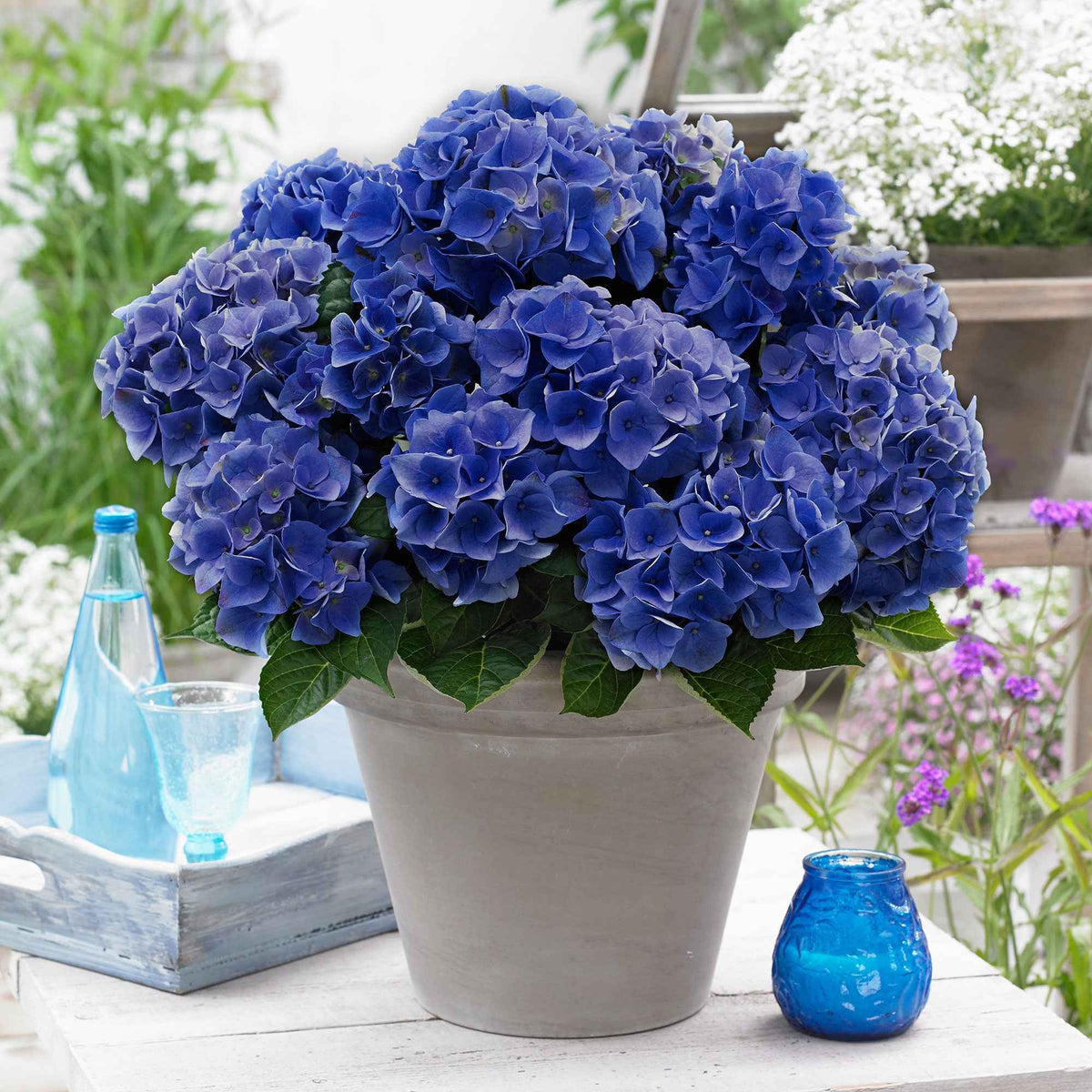 Bauernhortensie 'Blue Boogie Woogie' - Willemse