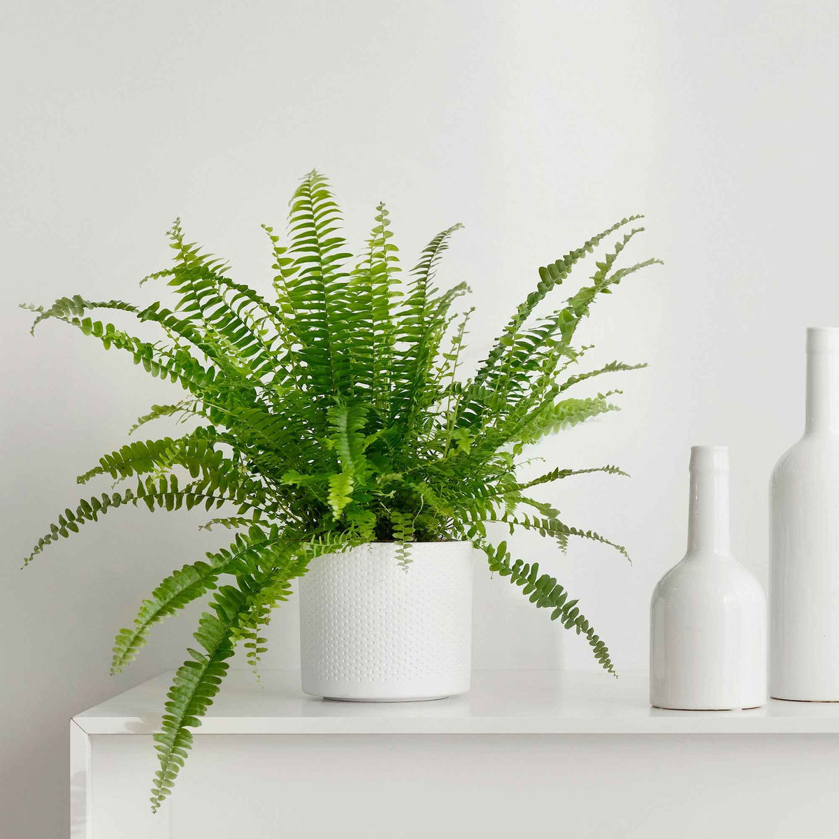 Schwertfarn Nephrolepis 'Green Lady' - Willemse