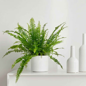 Schwertfarn Nephrolepis 'Green Lady' - Willemse