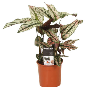 Korbmarante 'White Star' - Calathea white star