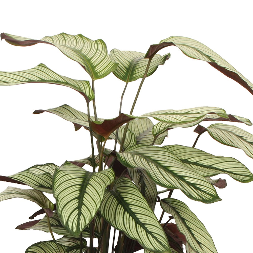 Korbmarante 'White Star' - Calathea white star