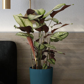 Korbmarante 'White Star' - Calathea white star
