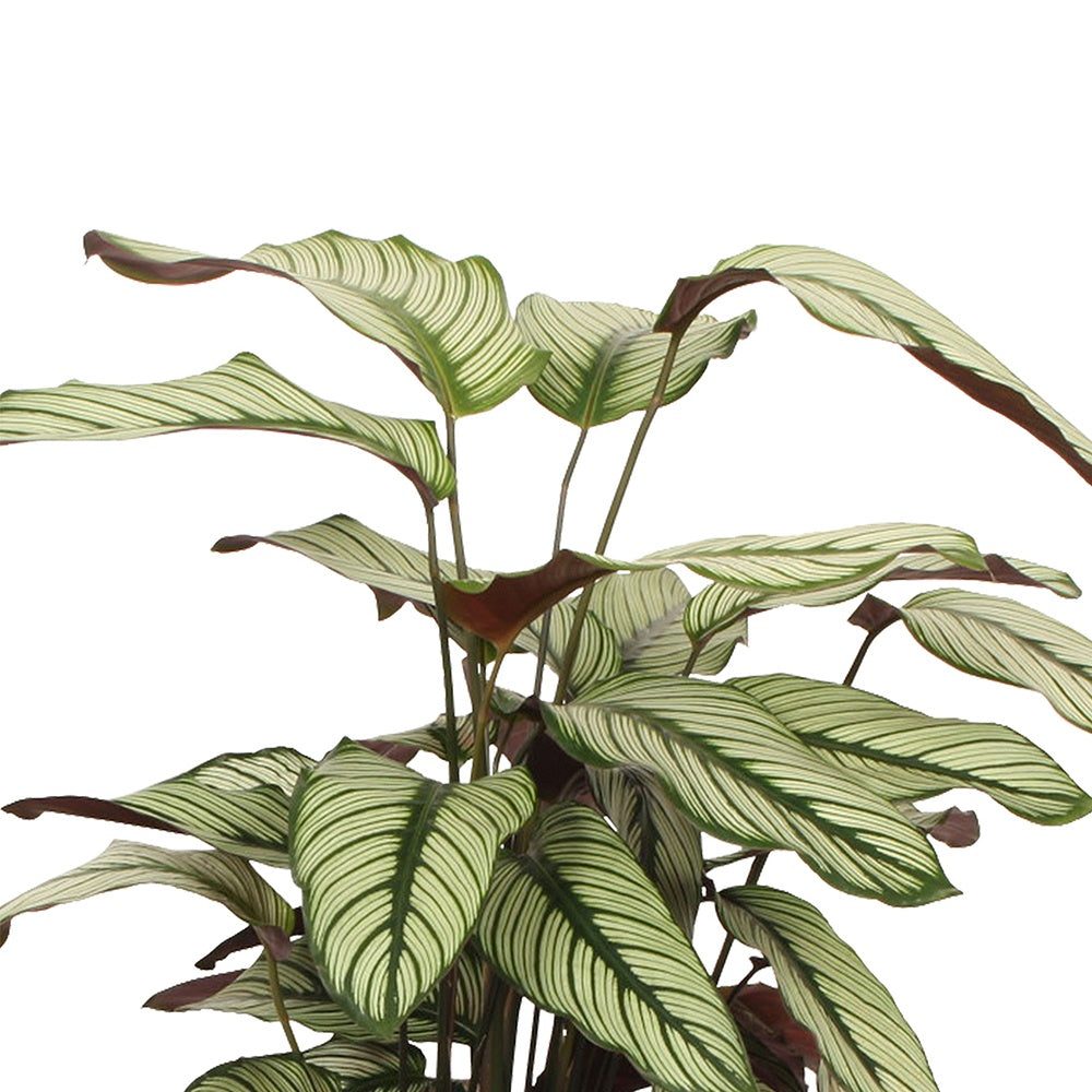 Korbmarante 'White Star' - Calathea white star