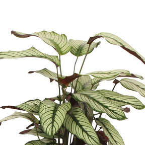 Korbmarante 'White Star' - Calathea white star