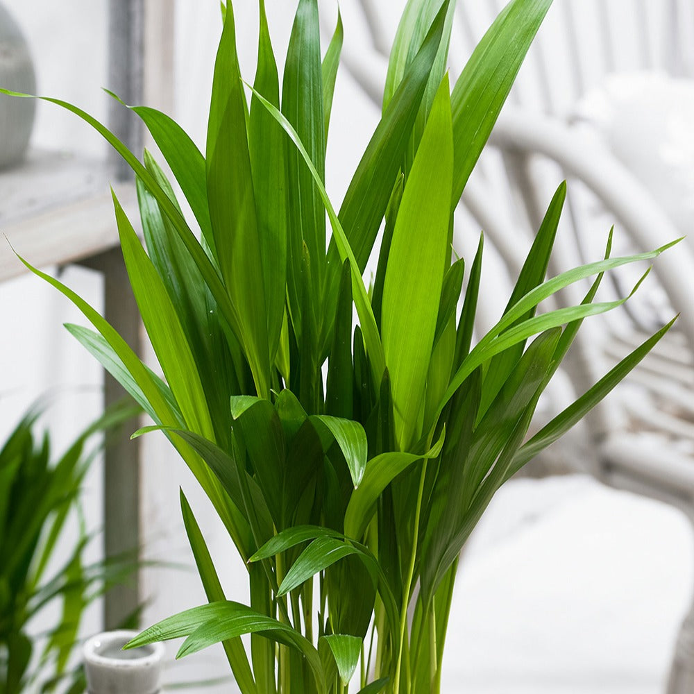 Verkauf Goldfruchtpalme