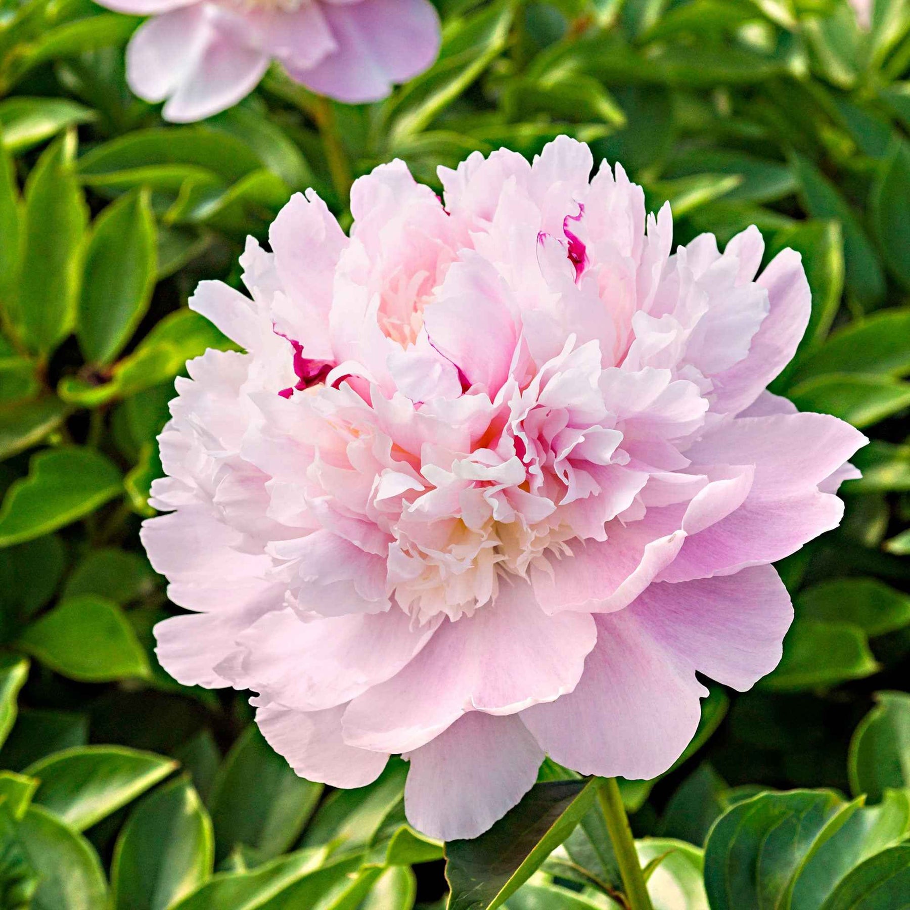 Pfingstrose 'Eden's Perfume' - Willemse