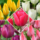 Tulpen 'Happy Garden' Mischung (x50) - Willemse