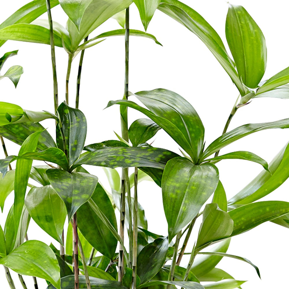 Verzweigter Drachenbaum - Dracaena surculosa