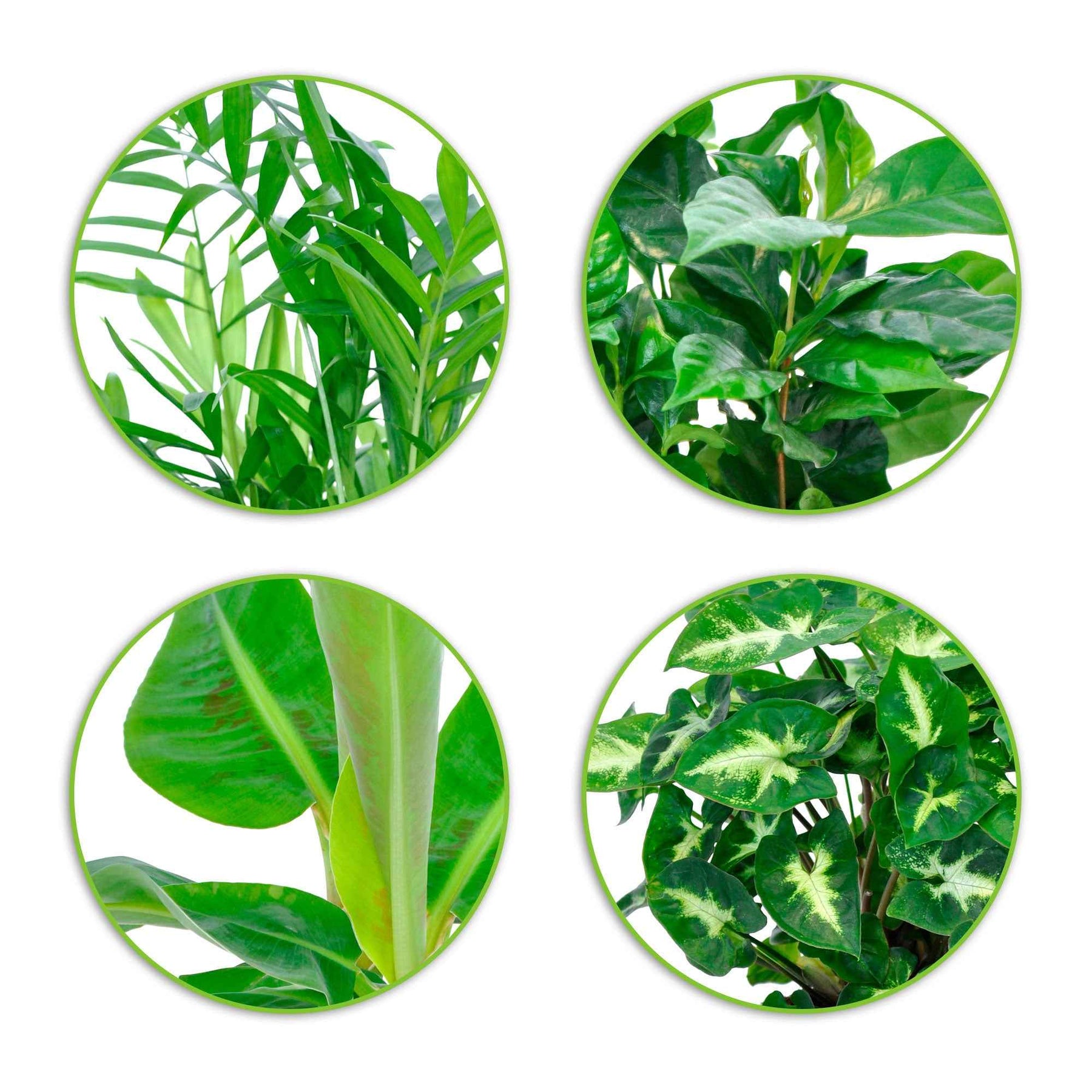 Tropische Zimmerpflanzen-Kollektion (x4) - Chamaedorea elegans, Arum syngonium, Musa, Coffea arabica - Willemse