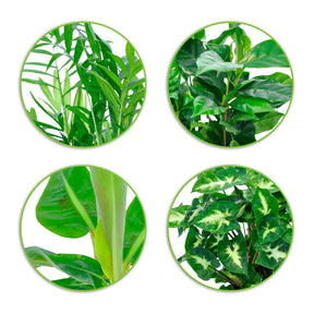 Tropische Zimmerpflanzen-Kollektion (x4) - Chamaedorea elegans, Arum syngonium, Musa, Coffea arabica - Willemse