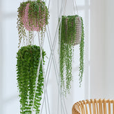 Erbsenpflanze Senecio herreianus - Hängepflanze - Senecio herreianus compositae