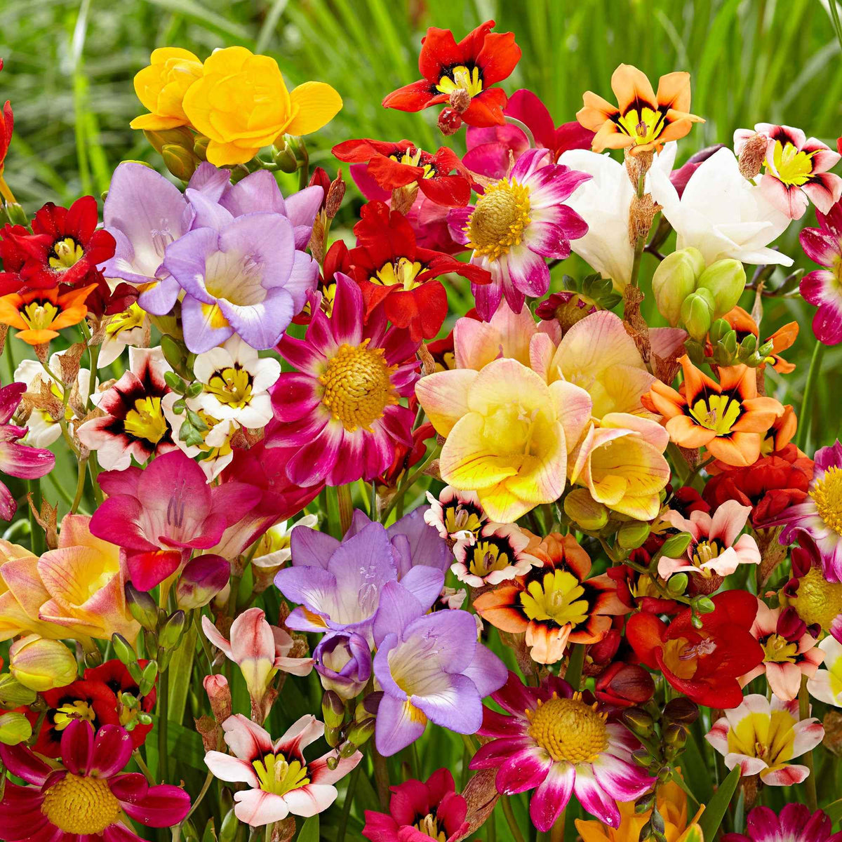 Blumenzwiebeln Mischung (x30) - Freesia, sparaxis, dahlia - Willemse