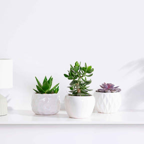 Sukkulentenmischung - Crassula 'Minova Magic' + 2 Gasterias (x3) - Willemse