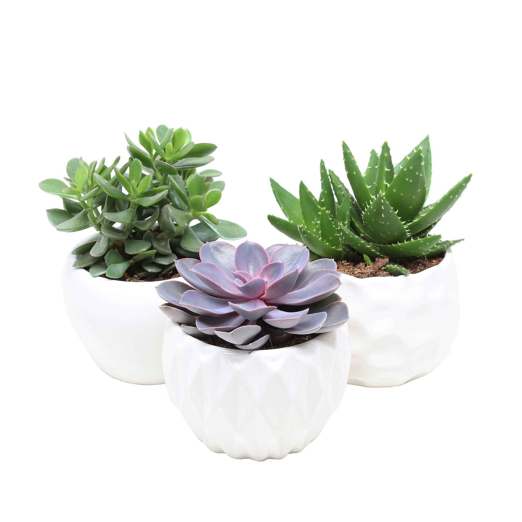 Sukkulentenmischung - Crassula 'Minova Magic' + 2 Gasterias (x3) - Aloe Perfoliata, Echeveria 'Purple Pearl', Crassula 'Minova Magic' - Willemse