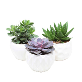 Sukkulentenmischung - Crassula 'Minova Magic' + 2 Gasterias (x3) - Aloe Perfoliata, Echeveria 'Purple Pearl', Crassula 'Minova Magic' - Willemse