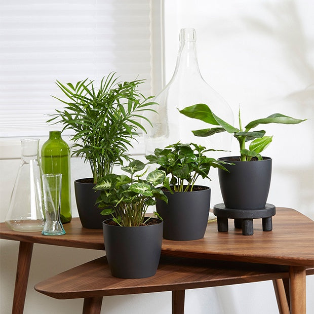 Tropische Pflanzen Mischung inkl. Ziertöpfe, grau (x4) - Chamaedorea, Syngonium, Musa, Coffea 'Fresh'