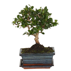 Bonsaï carmona - Bonsai Carmona Kugelform - Bonsai