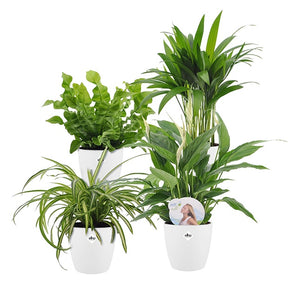 Luftreinigende Pflanzen Mischung inkl. Ziertöpfe, weiß (x4) - Dypsis, Chlorophytum, Asplenium, Spathiphyllum
