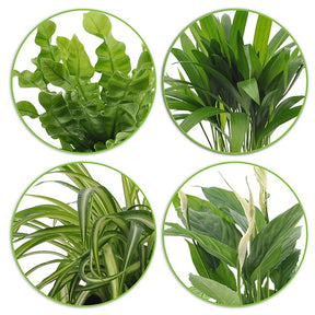 Luftreinigende Pflanzen Mischung inkl. Ziertöpfe, weiß (x4) - Dypsis, Chlorophytum, Asplenium, Spathiphyllum