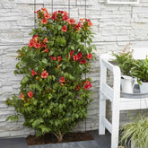 Trompetenblume 'Fire Trumpet' - Willemse